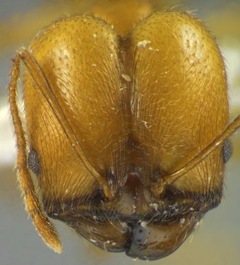 Media type: image;   Entomology 34251 Aspect: head frontal view